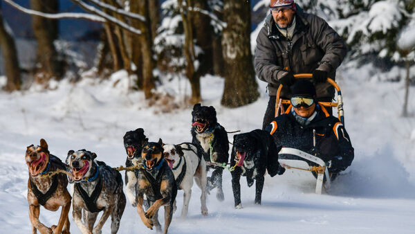 Jazda na psích záprahoch - na snehu na saniach.
