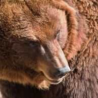 Irena Jiroušková (Jičín, 52) na Ošetrovatelia v zoologickej záhrade