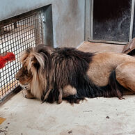 Eva Výsmekova (Třebíč, 34) na Ošetrovatelia v zoologickej záhrade