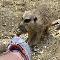 účastník zážitku (Žďár nad Sázavou, 48) na Ošetrovatelia v zoologickej záhrade