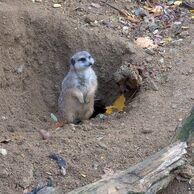 Ludmila Horníková (Pardubice, 30) na Ošetrovatelia v zoologickej záhrade